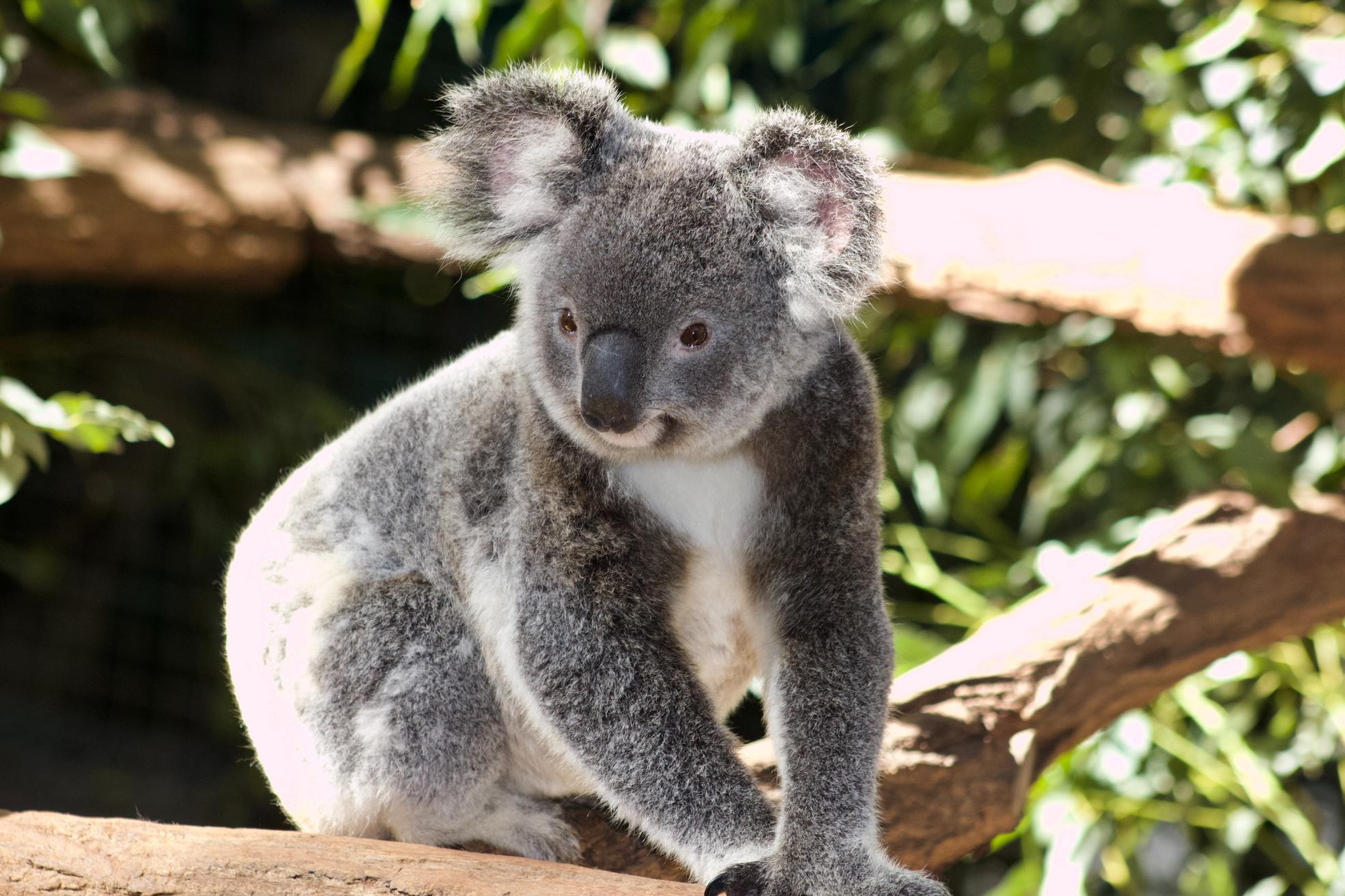 hopital des koalas à Port Macquarie, étape du road trip Sydney et Cairns