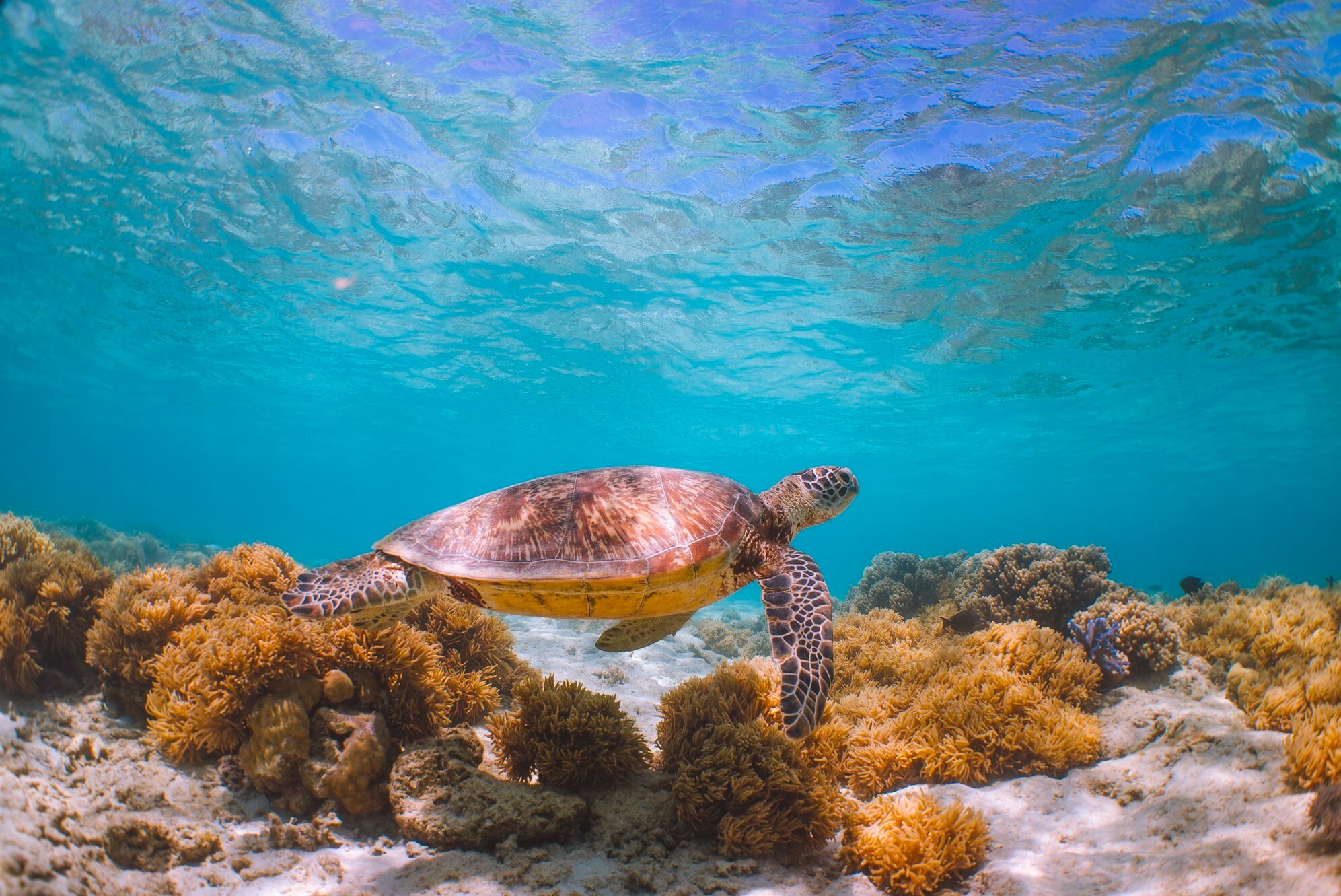 tortue dans la grande barrière de corail, Visiter Cairns