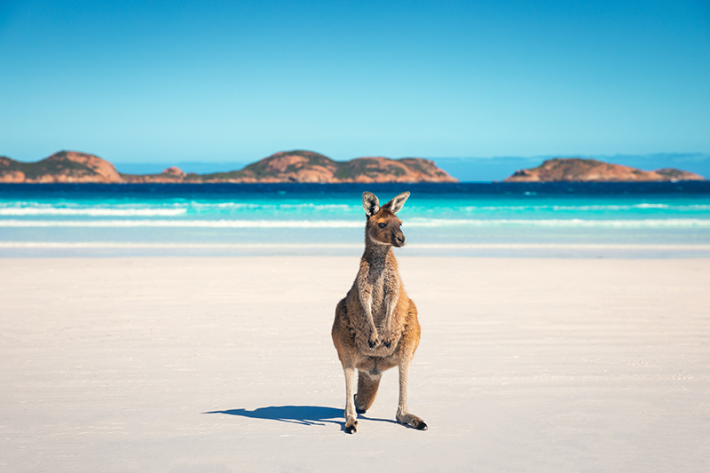 Kangourou sur la plage sauvage de Lucky Bay, sur la Côte sud Australie