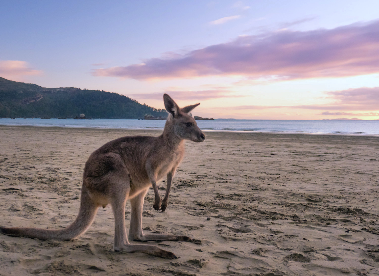 Kangourou sur la plage, Australie