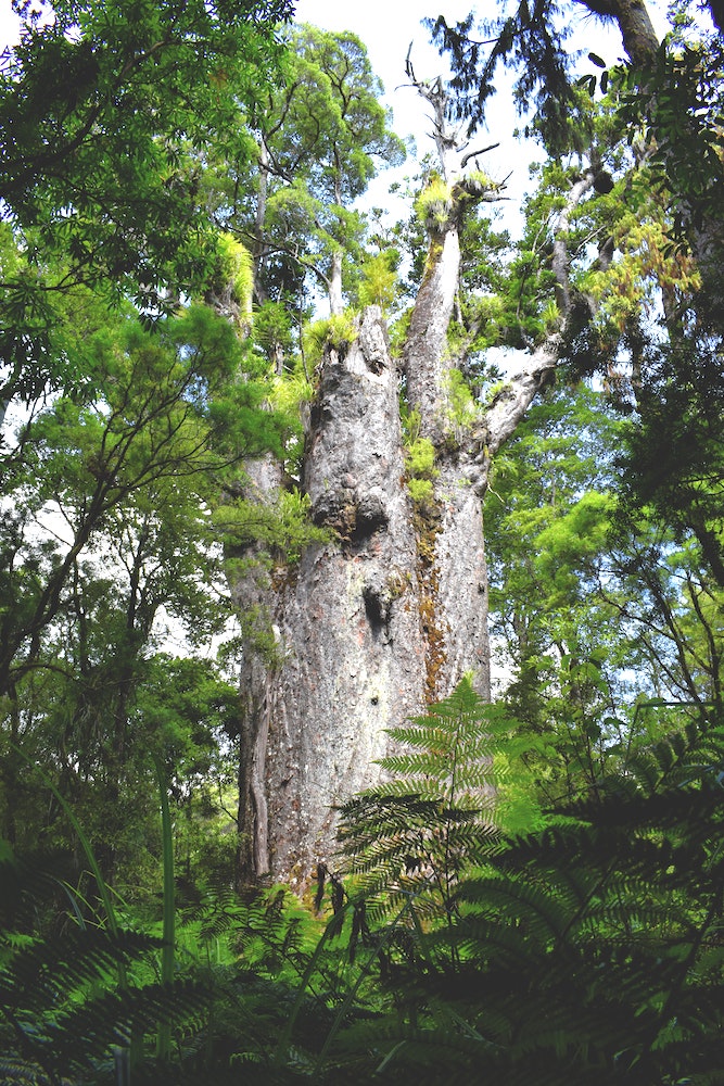 Waipoua Nouvelle-Zélande