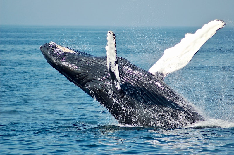 Whitsunday Island Baleine